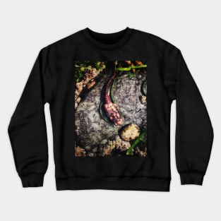 Sea Tulip (Spinifera) Crewneck Sweatshirt